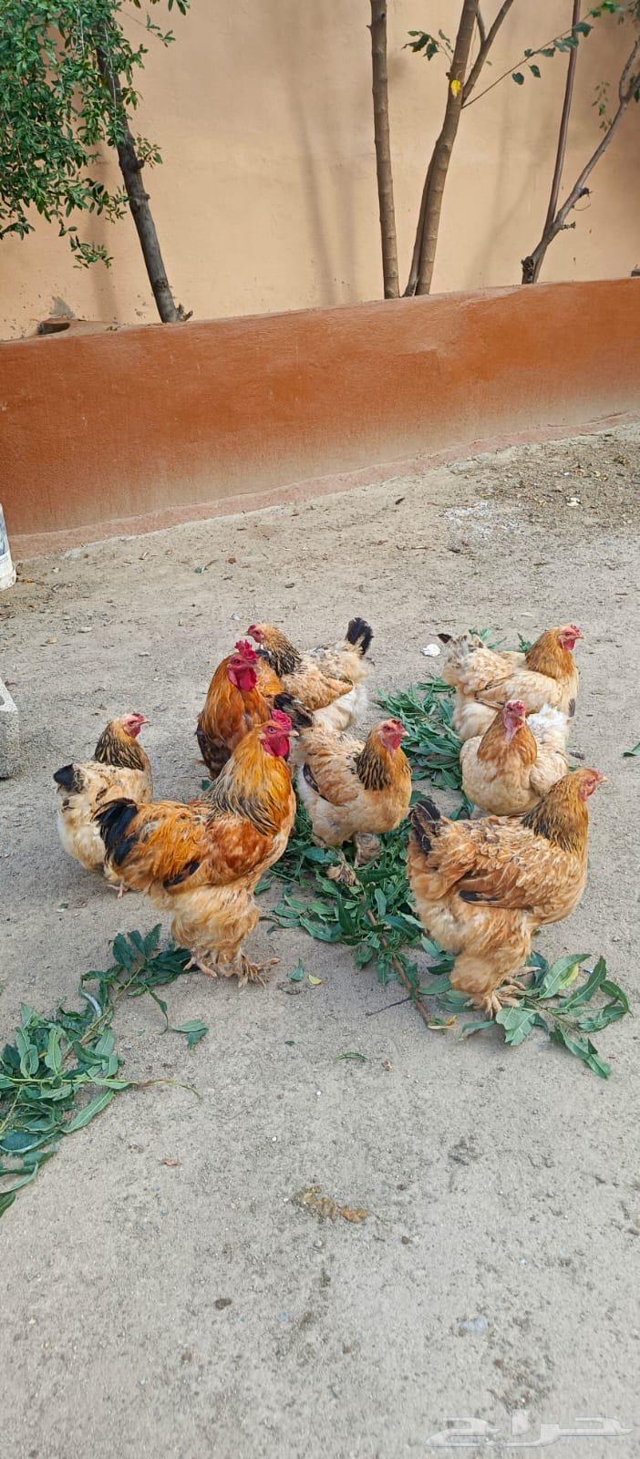 دجاج براهما64371191283971110