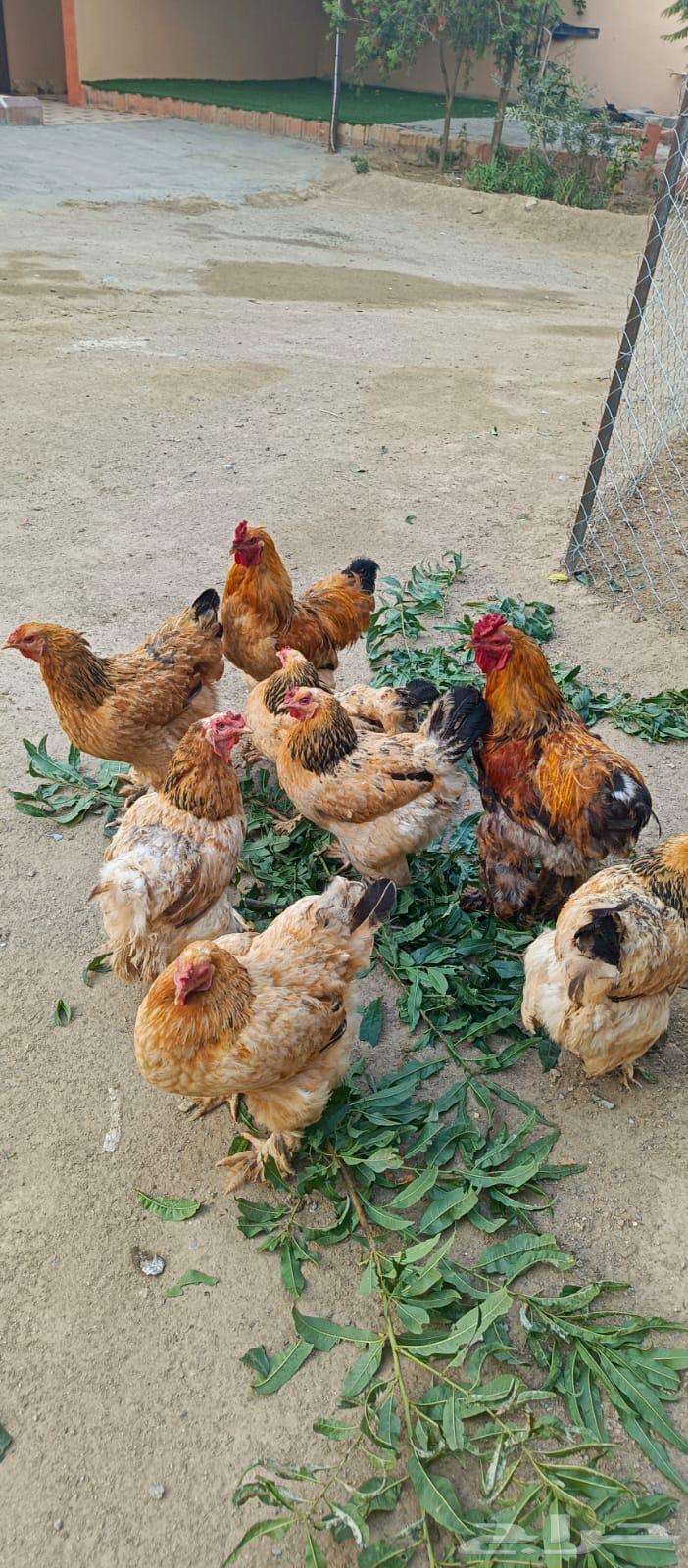 دجاج براهما64371191283971111