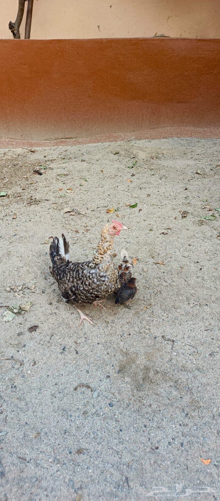 دجاج براهما64371191283971113