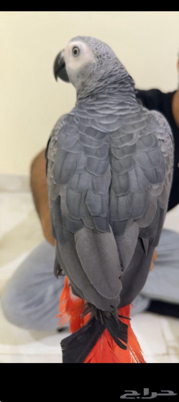 كاسكو للبيع64368193226883112