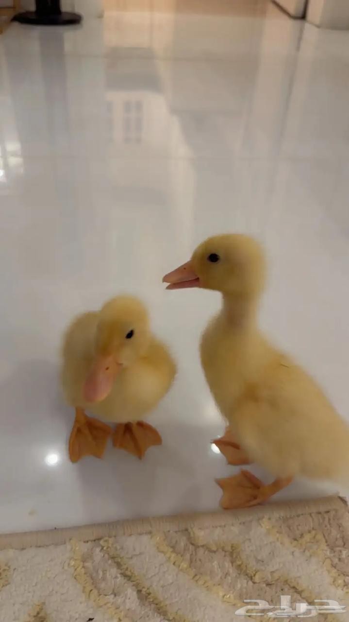 كتاكيت بط بكيني64367464181889110