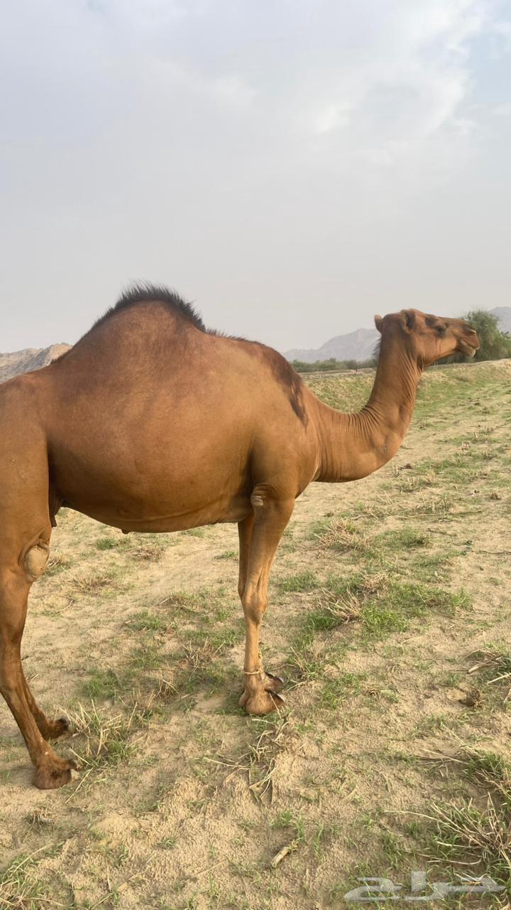 للبيع ثنتين سواحل64376244662145114