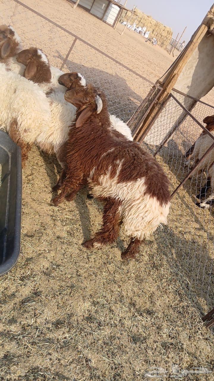 للبيع طلي طيب64371205859458112