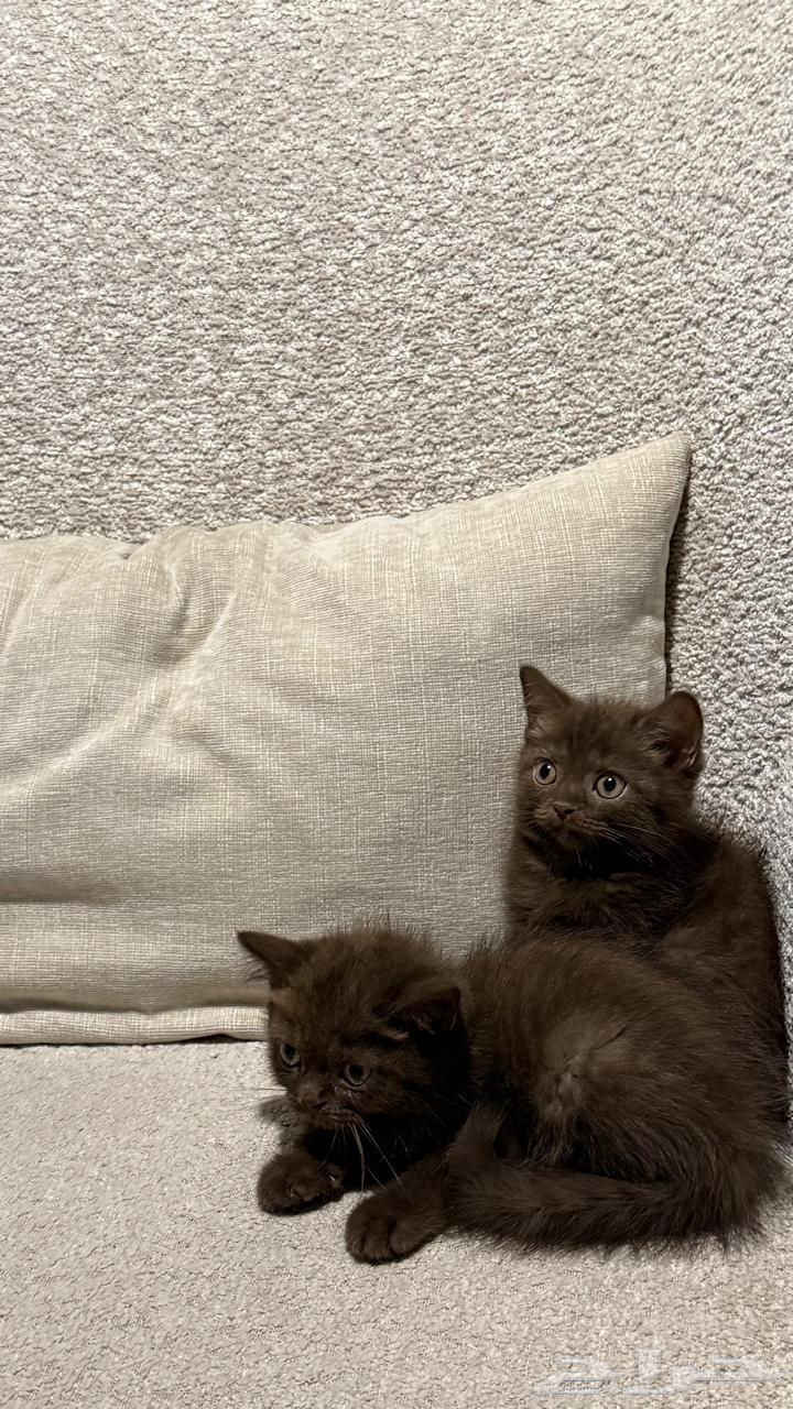 للبيع كيتن سكوتش بأسعار مناسبه64366278240130112