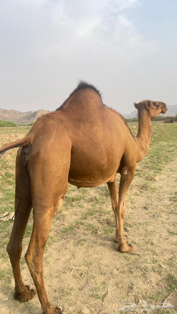 للبيع ثنتين سواحل64376244662145110