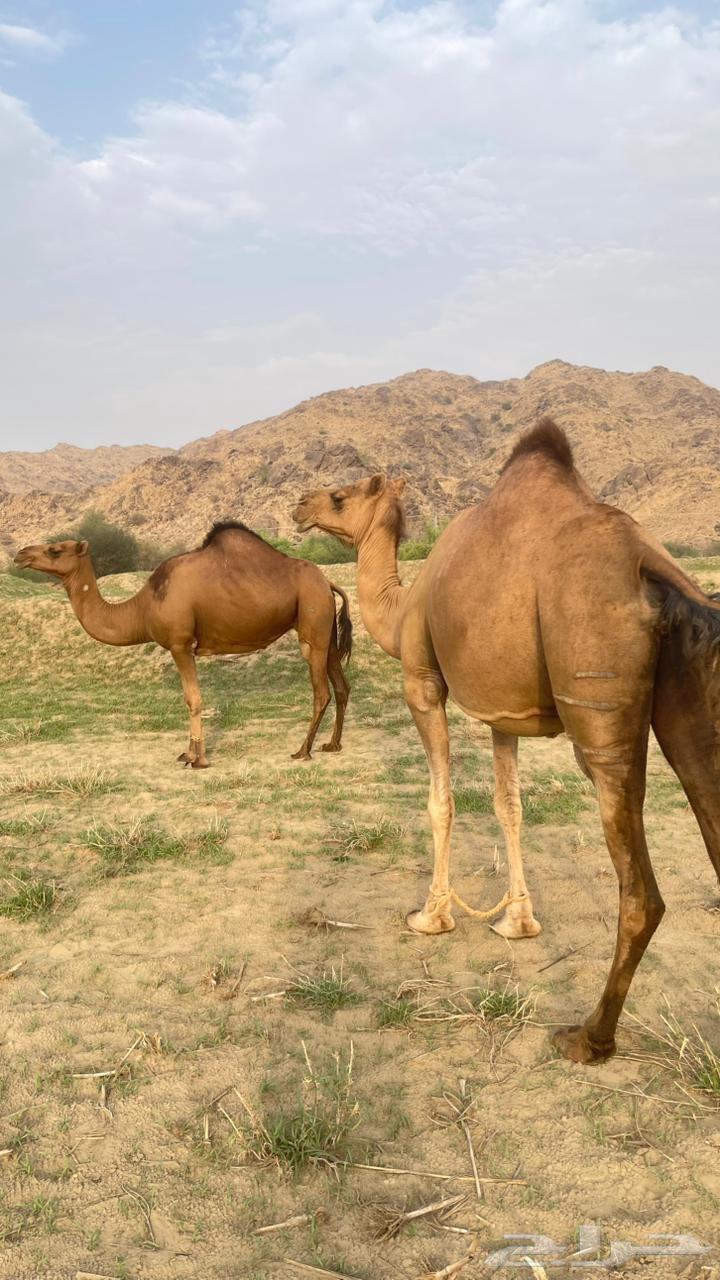 للبيع ثنتين سواحل64376244662145111