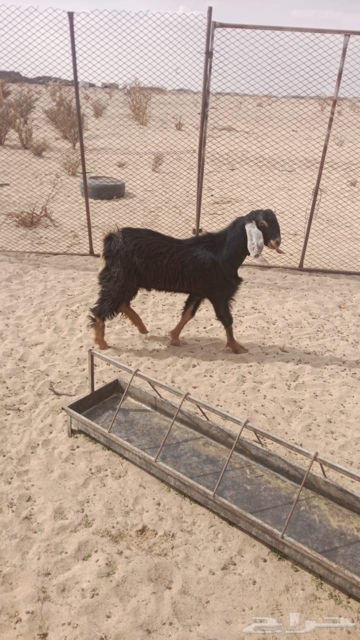 تيس حبشي عمره 8 شهور صنف64372565196035112