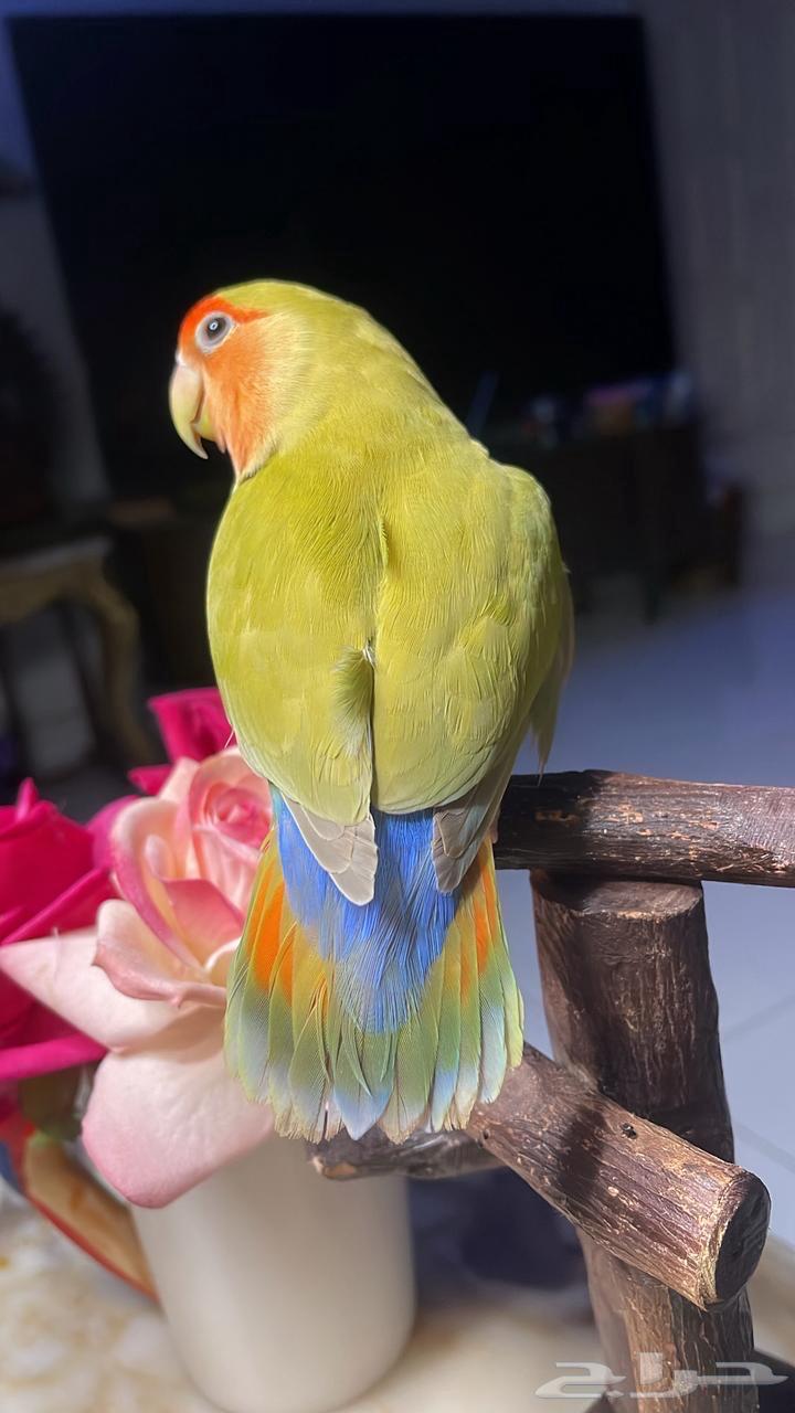 للبيع ببغاء الروز الأليف64374290212225111