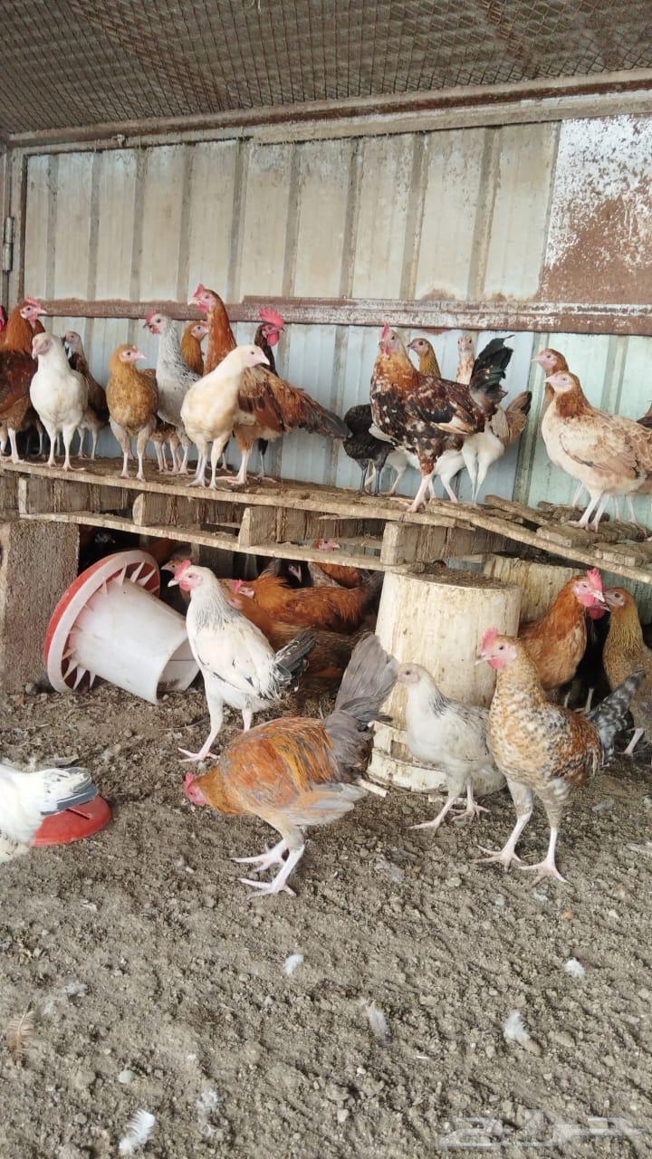 ديوك دجاج للبيع64376750498050111