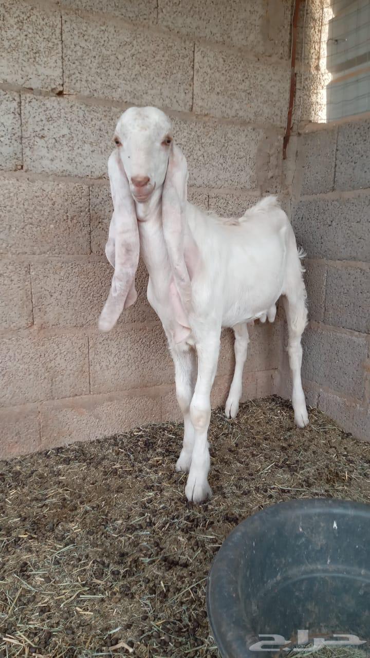 تيس ابيض مشروك64368426777729111