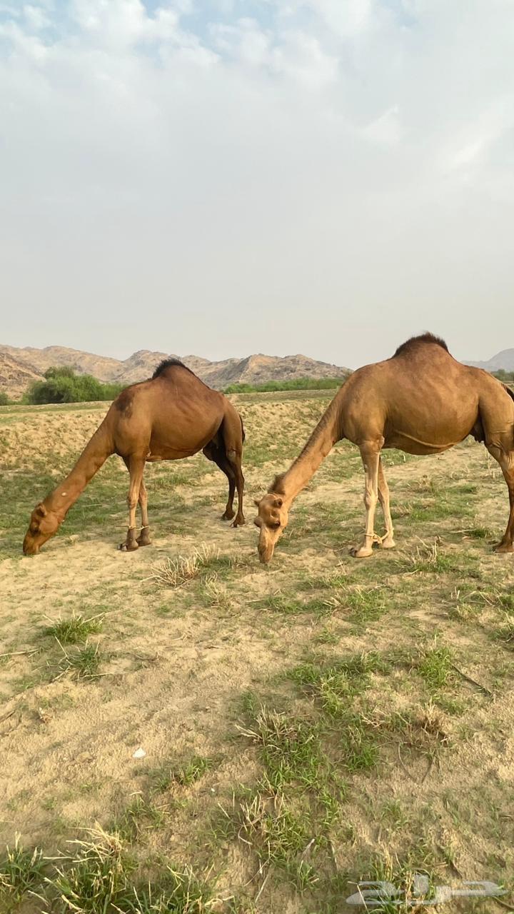 للبيع ثنتين سواحل64376244662145113