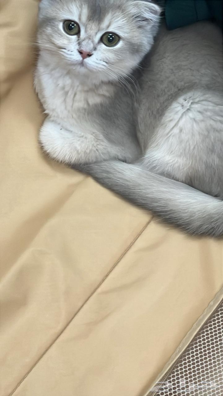 شطه سكواتش فولد للبيع 2500 السعر قابل لتفاوض64373698572034111