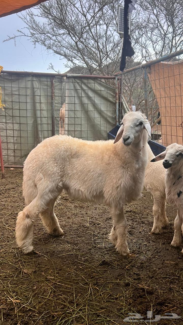 طلي للبيع العمر 664375186071553110