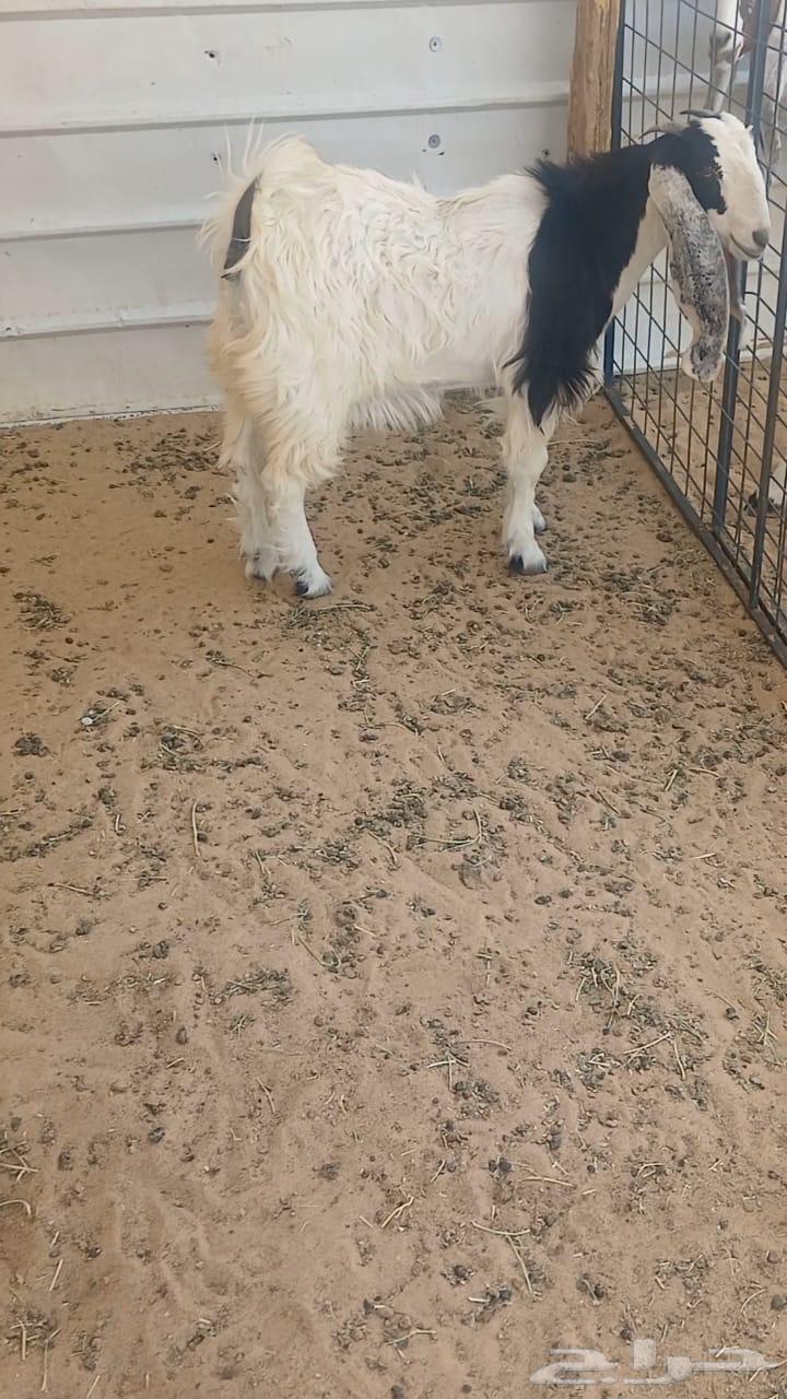 جفره سمين64368762015490110