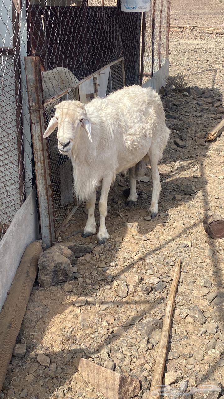 طلي فحل للبيع64367930934401110