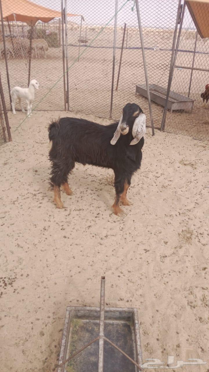 تيس حبشي عمره 8 شهور صنف64372565196035111