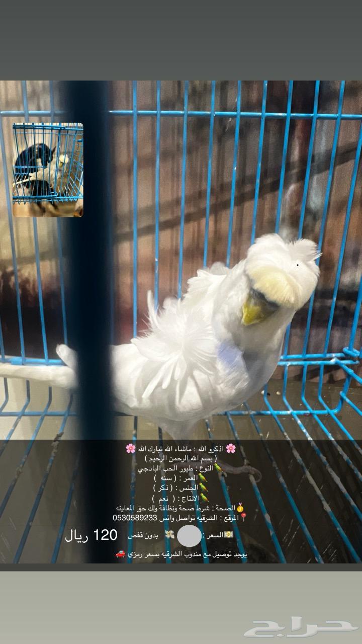 ذكور البادجي و زوج روز القصيم64368571818754110