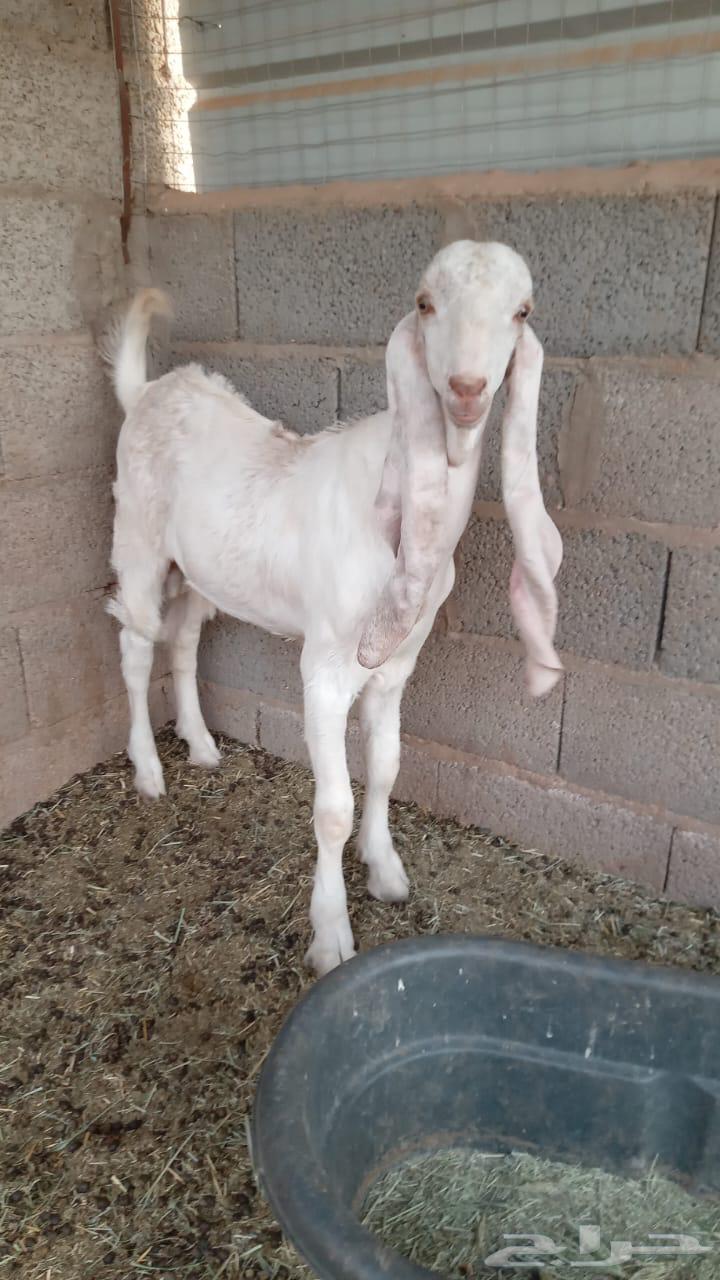 تيس ابيض مشروك64368426777729110