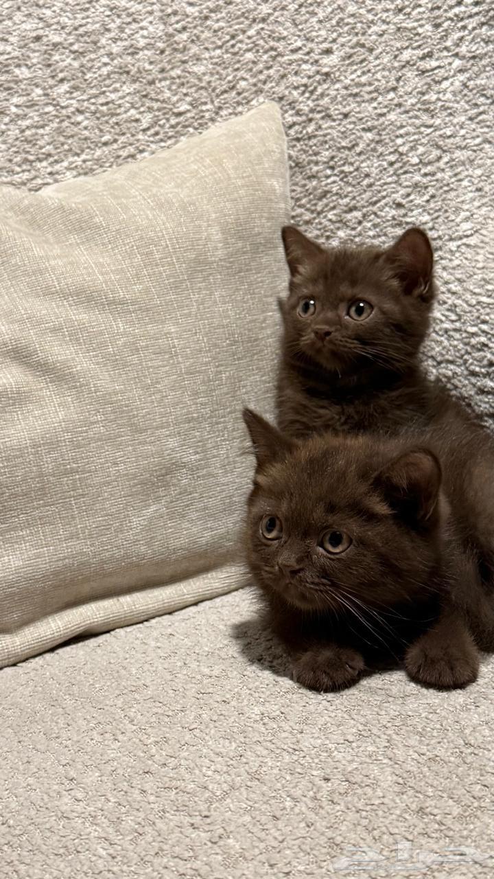 للبيع كيتن سكوتش بأسعار مناسبه64366278240130110