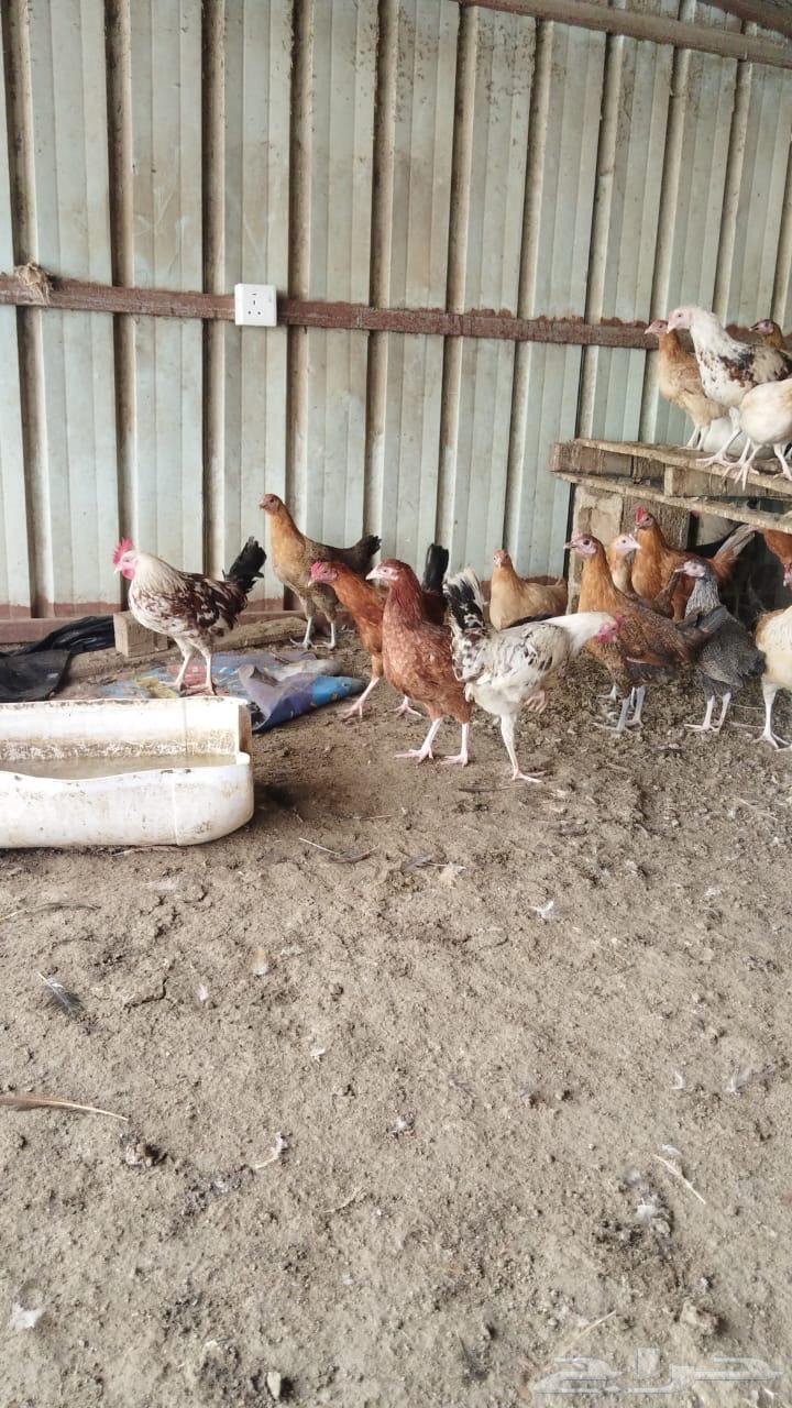 ديوك دجاج للبيع64376750498050110