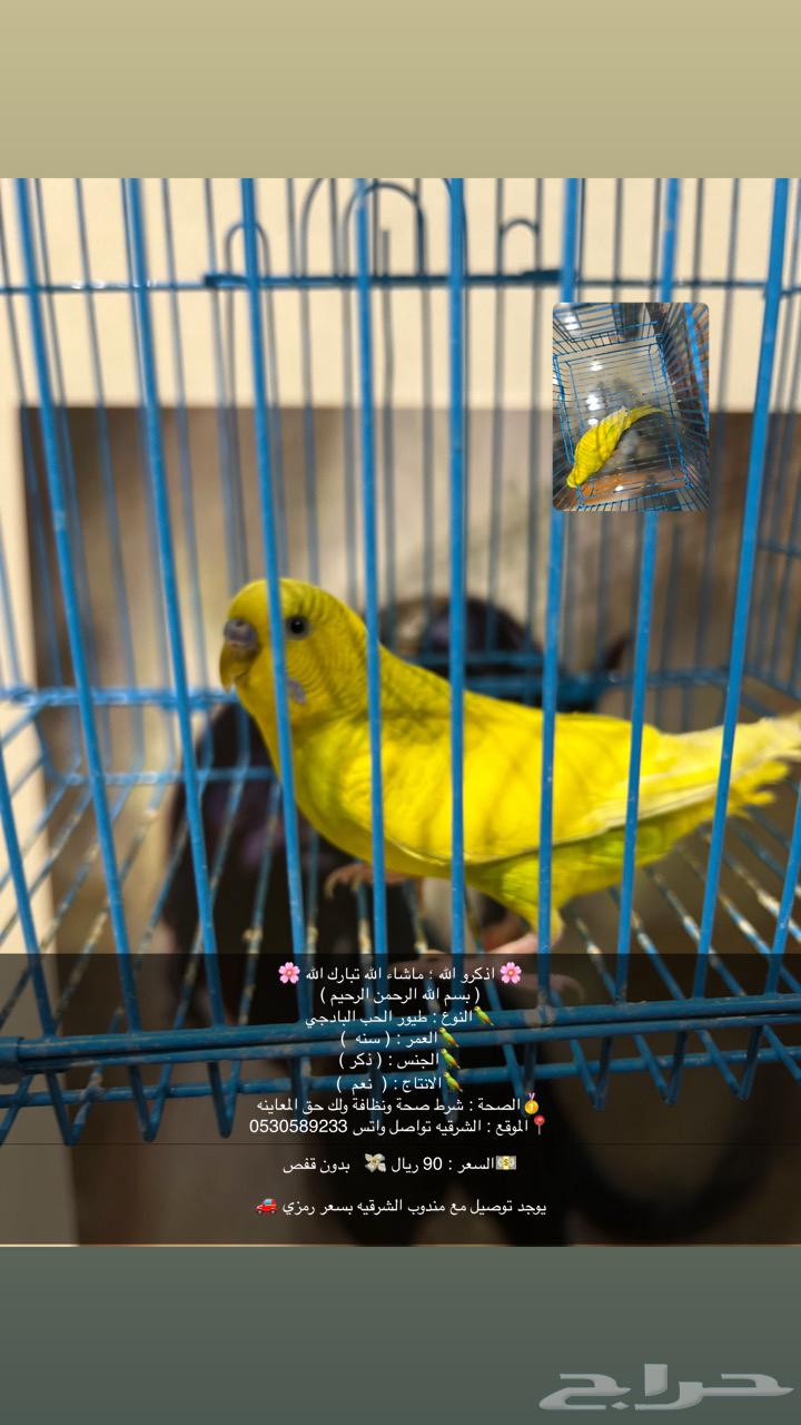 ذكور البادجي و زوج روز القصيم64368571818754112