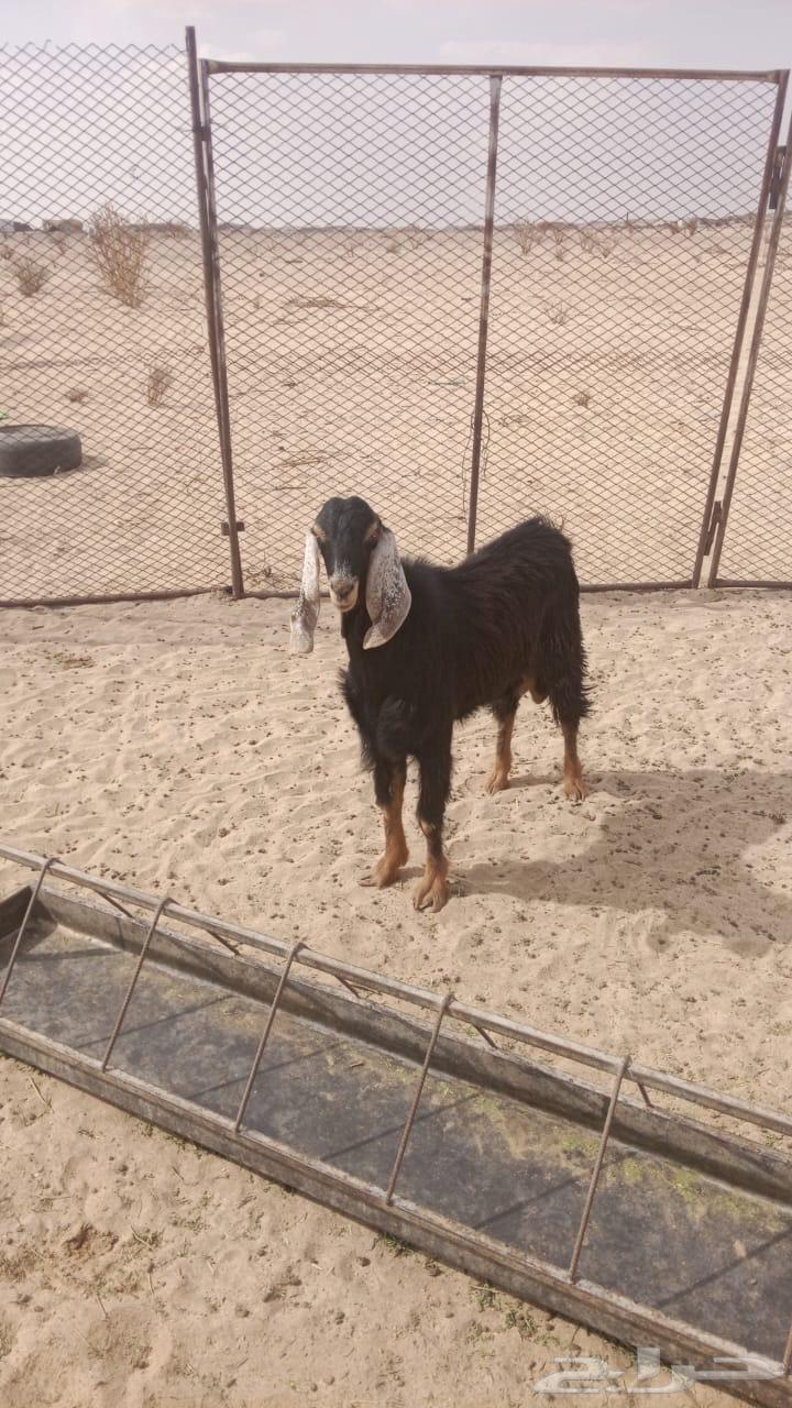 تيس حبشي عمره 8 شهور صنف64372565196035110