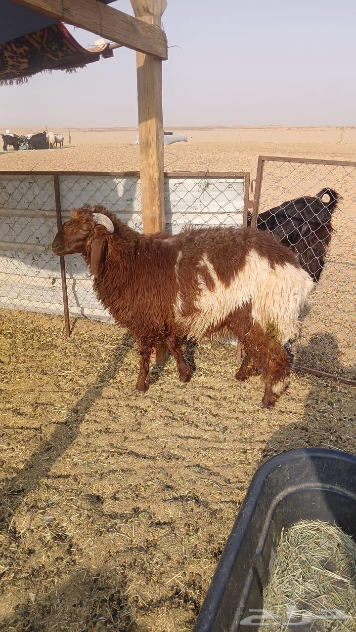 للبيع طلي طيب64371205859458110