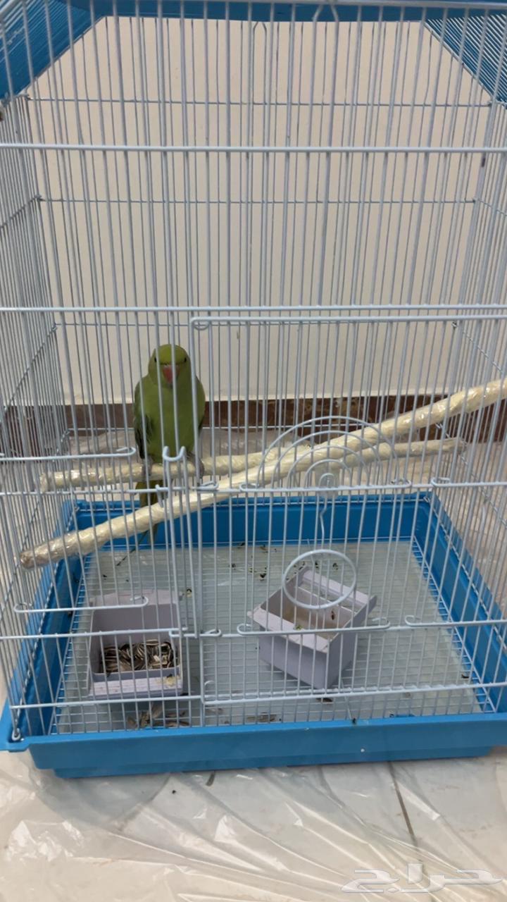 ببغاء هندي للبيع64375872780931110