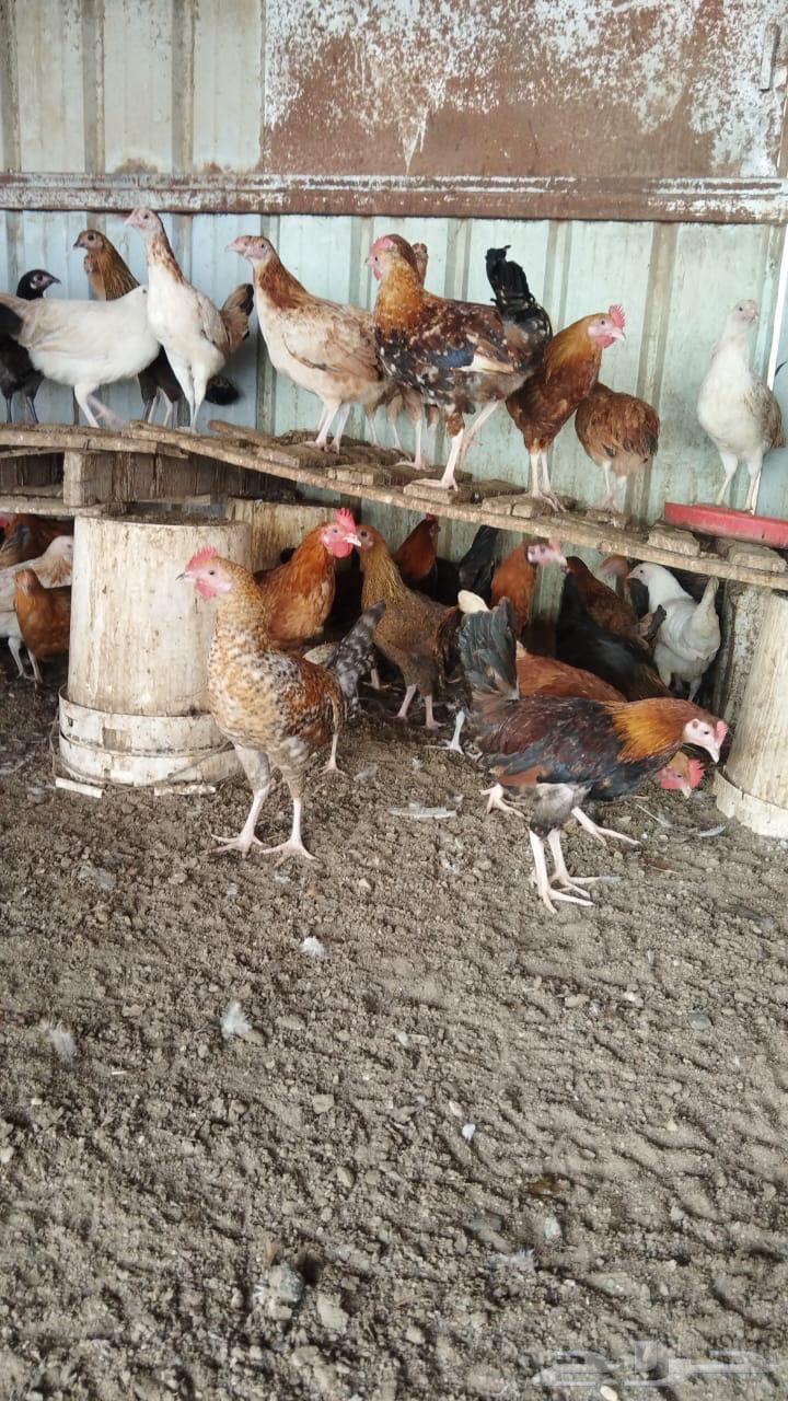 ديوك دجاج للبيع64376750498050112