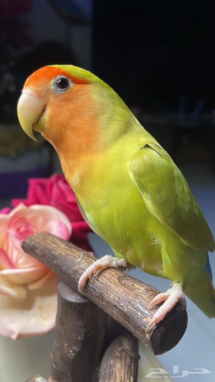 للبيع ببغاء الروز الأليف64374290212225113