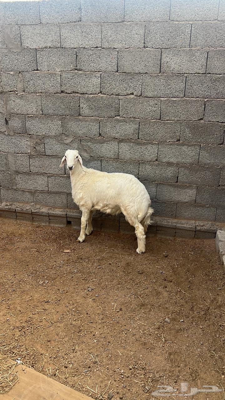 خروف كفو كفو شرط نظافه ولحم64372038157698113