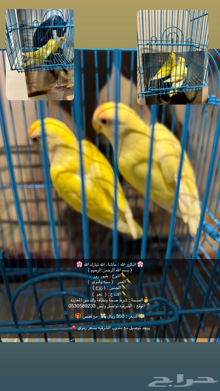 ذكور البادجي و زوج روز القصيم64368571818754111