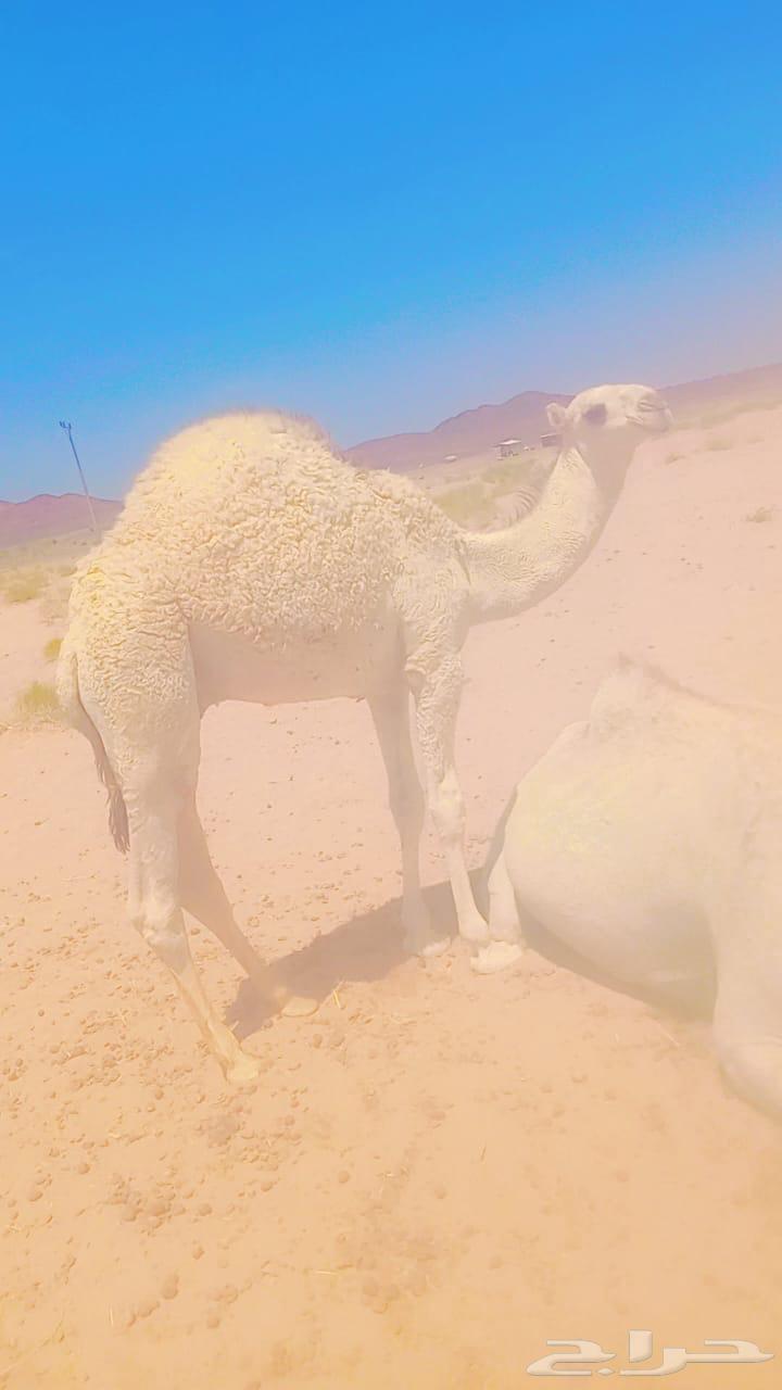 للبيع حاشي فاخر جدا64371935431554110