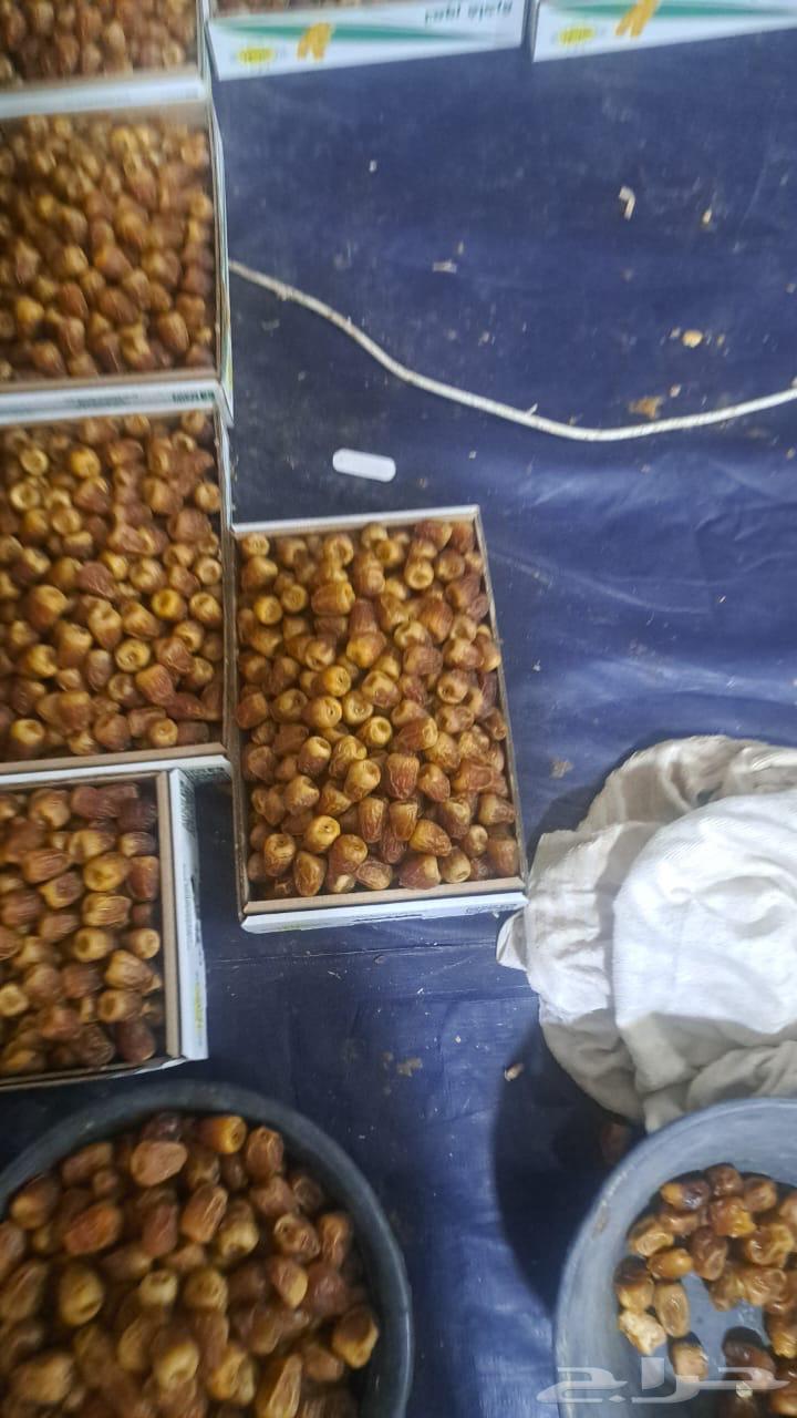 تمر جالكسي فاخر مطوق وياكل العين64368354273027113