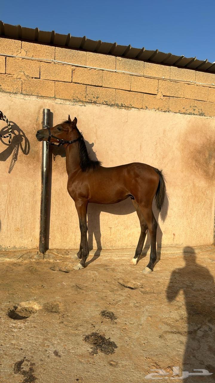 مهر شعبي64375768744449110