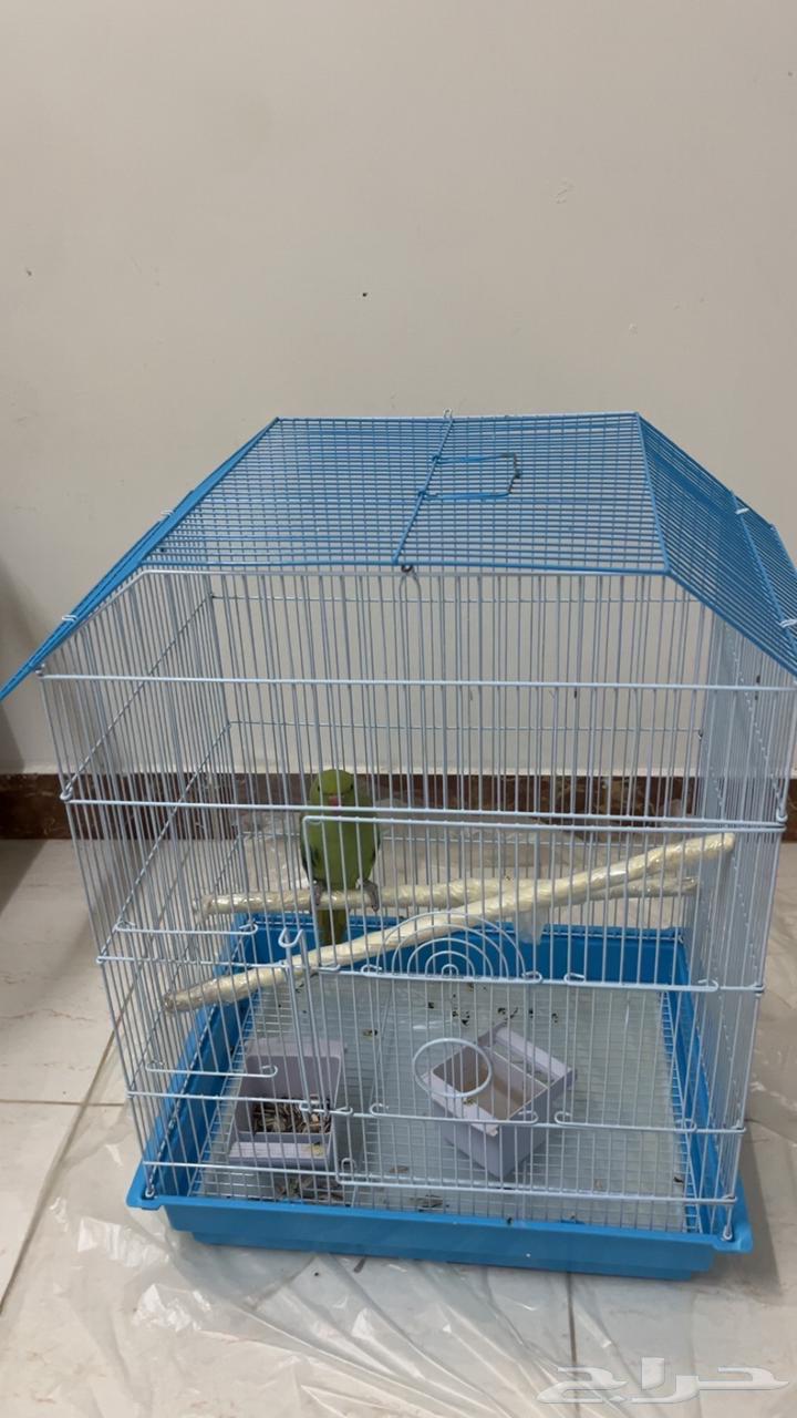 ببغاء هندي للبيع64375872780931111
