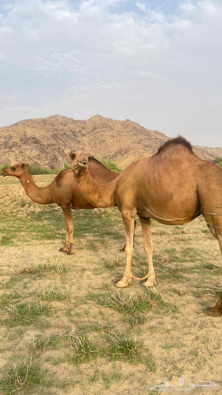 للبيع ثنتين سواحل64376244662145112