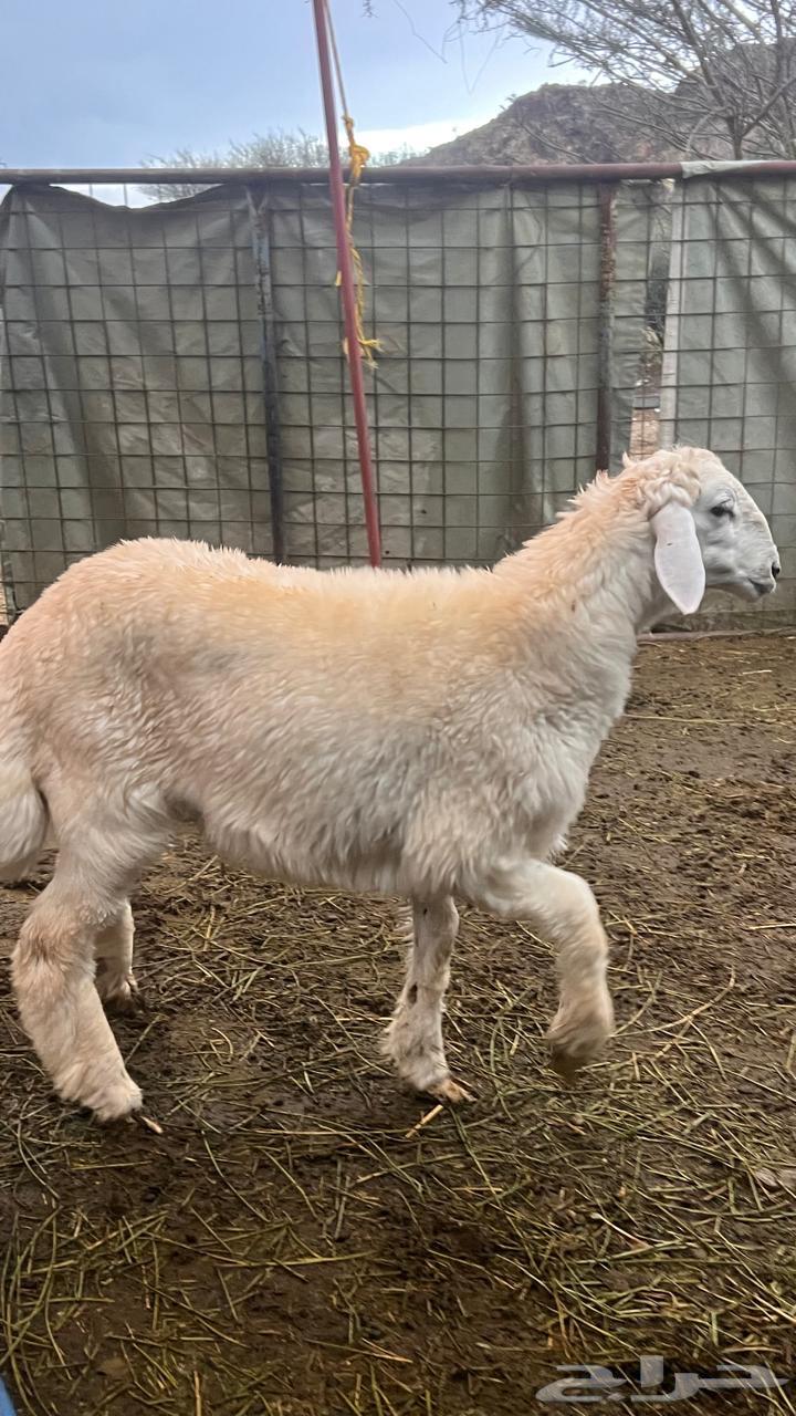 طلي للبيع العمر 664375186071553111