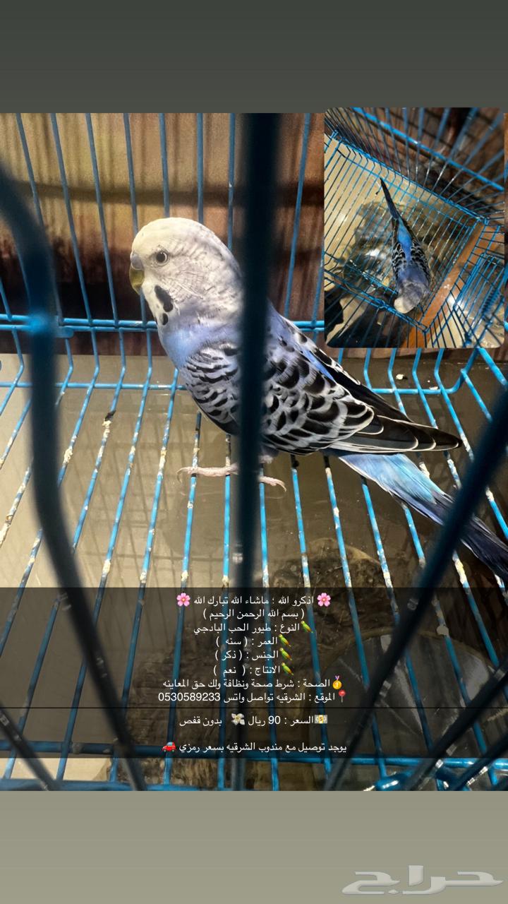 ذكور البادجي و زوج روز القصيم64368571818754113