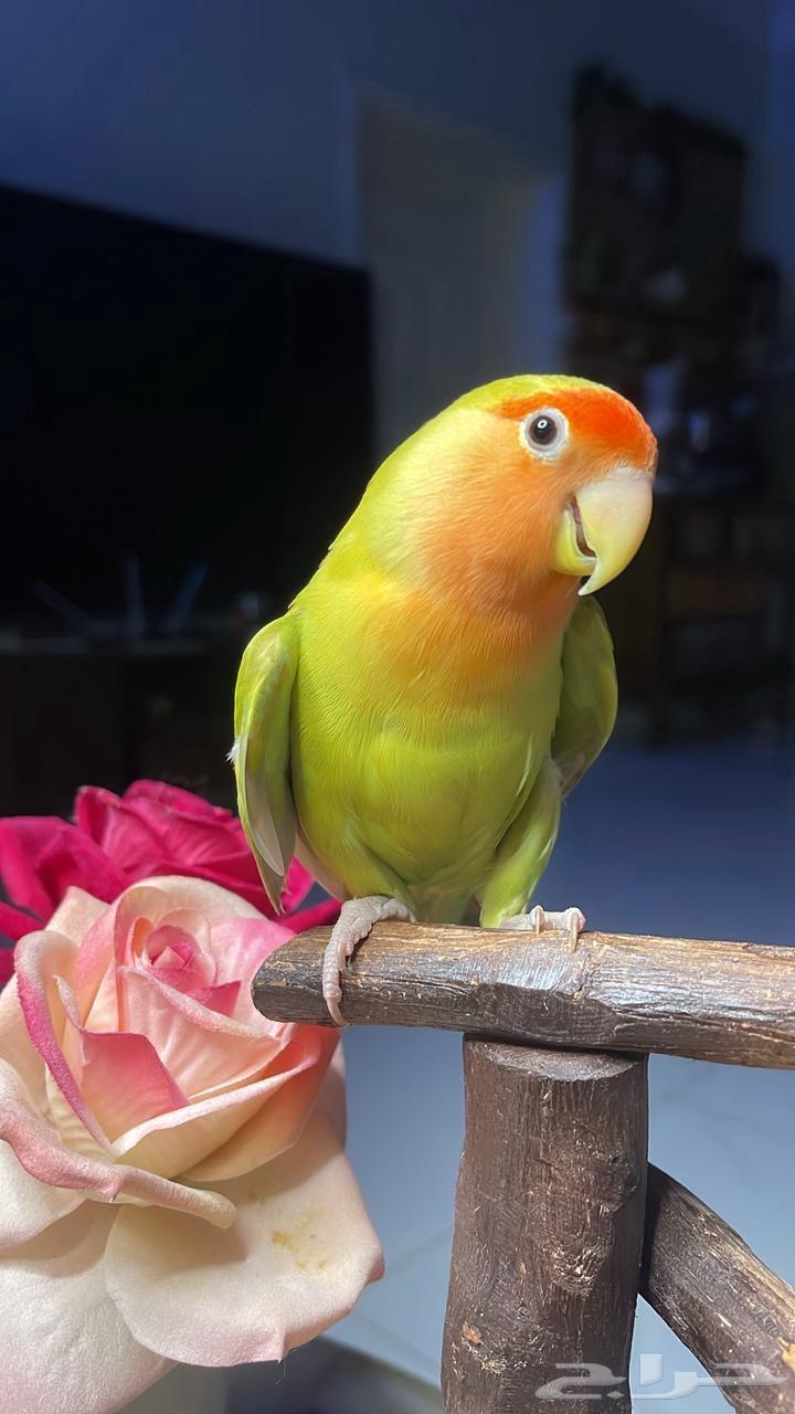 للبيع ببغاء الروز الأليف64374290212225110