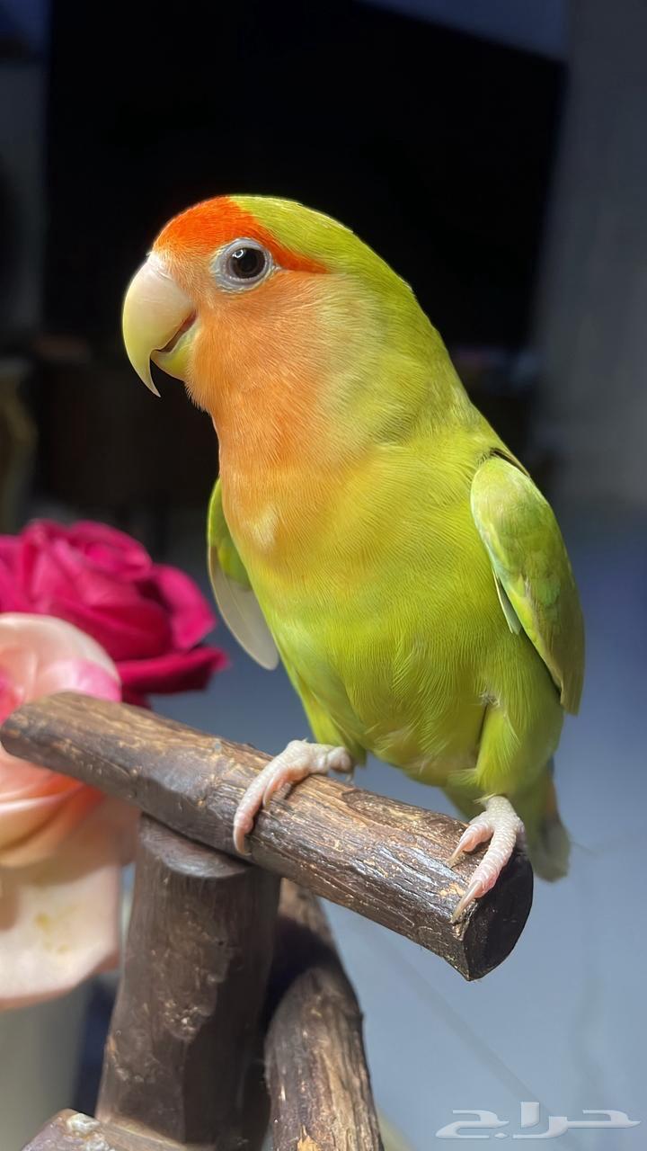 للبيع ببغاء الروز الأليف64374290212225112