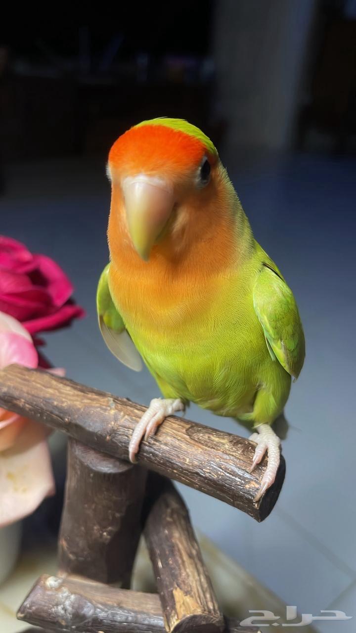 للبيع ببغاء الروز الأليف64374290212225114