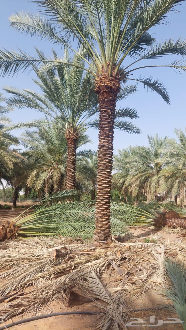 نخيل عربي طوال64376362653058110