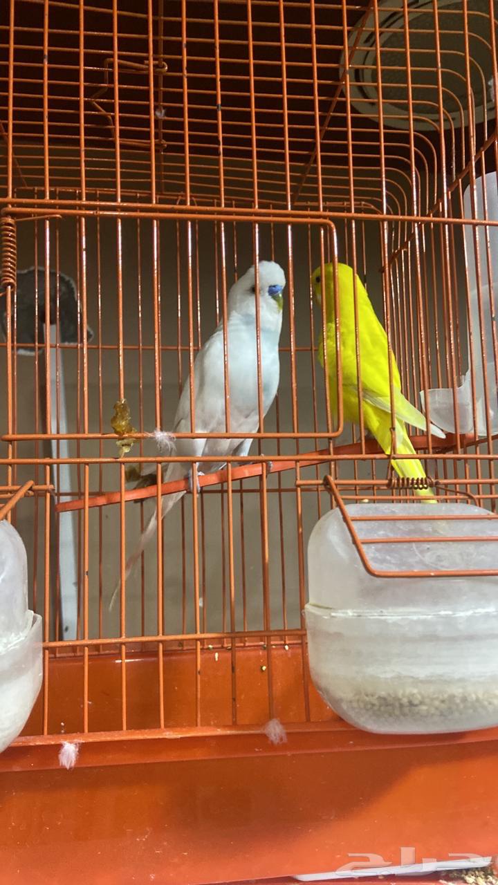 طيور حب جوز64369273687169110