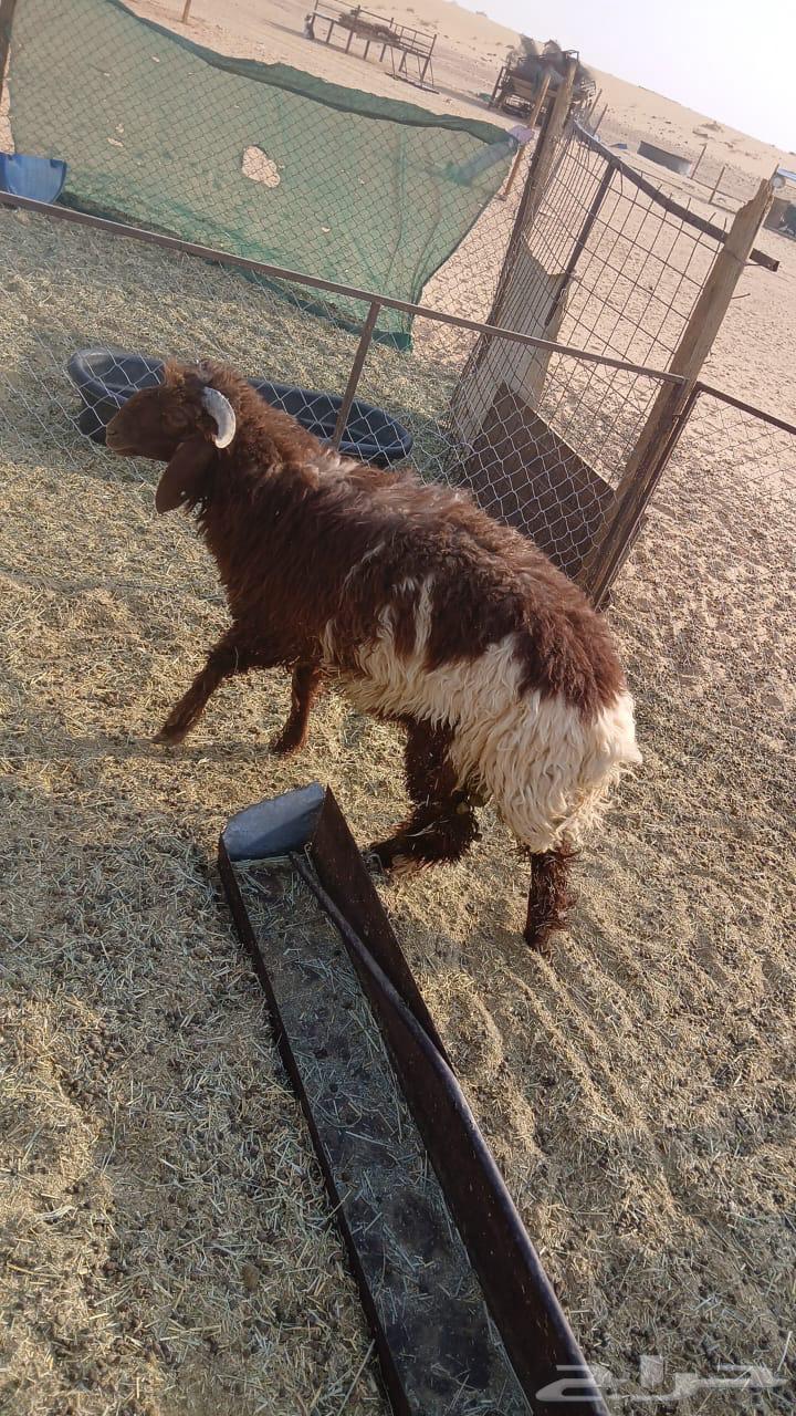 للبيع طلي طيب64371205859458111