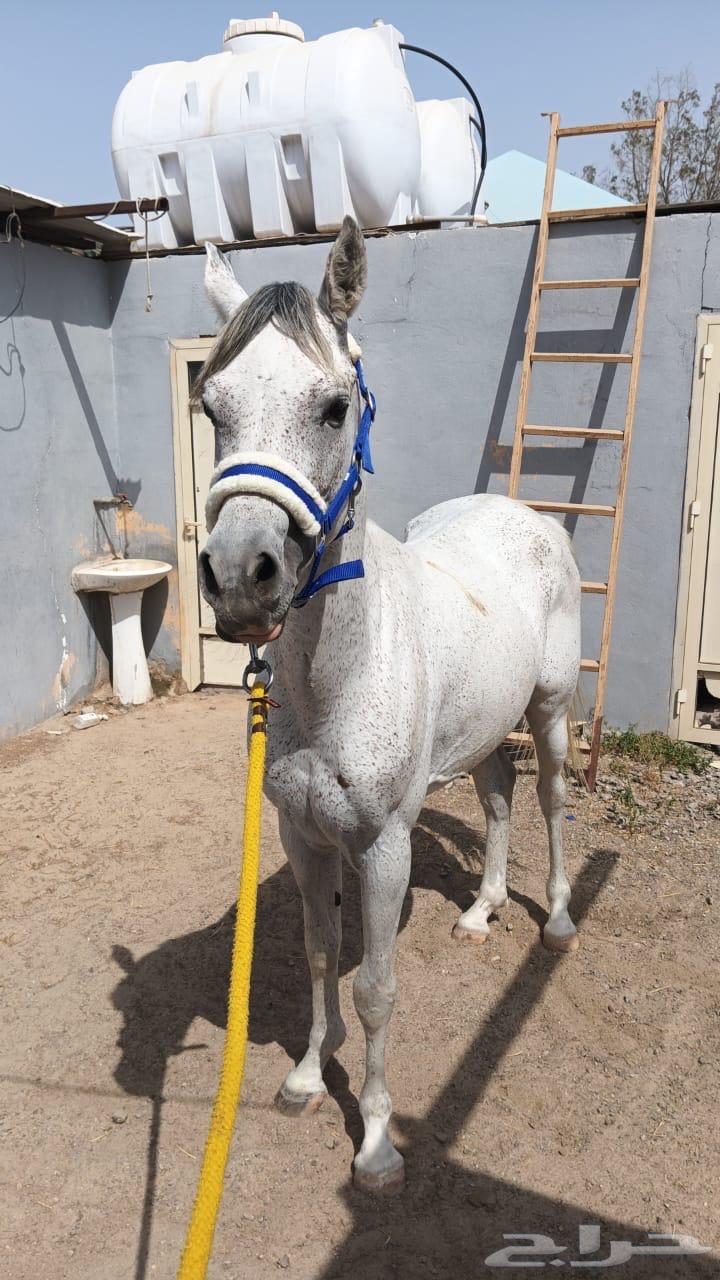 حصان مصري بيور جمال64373831927809110