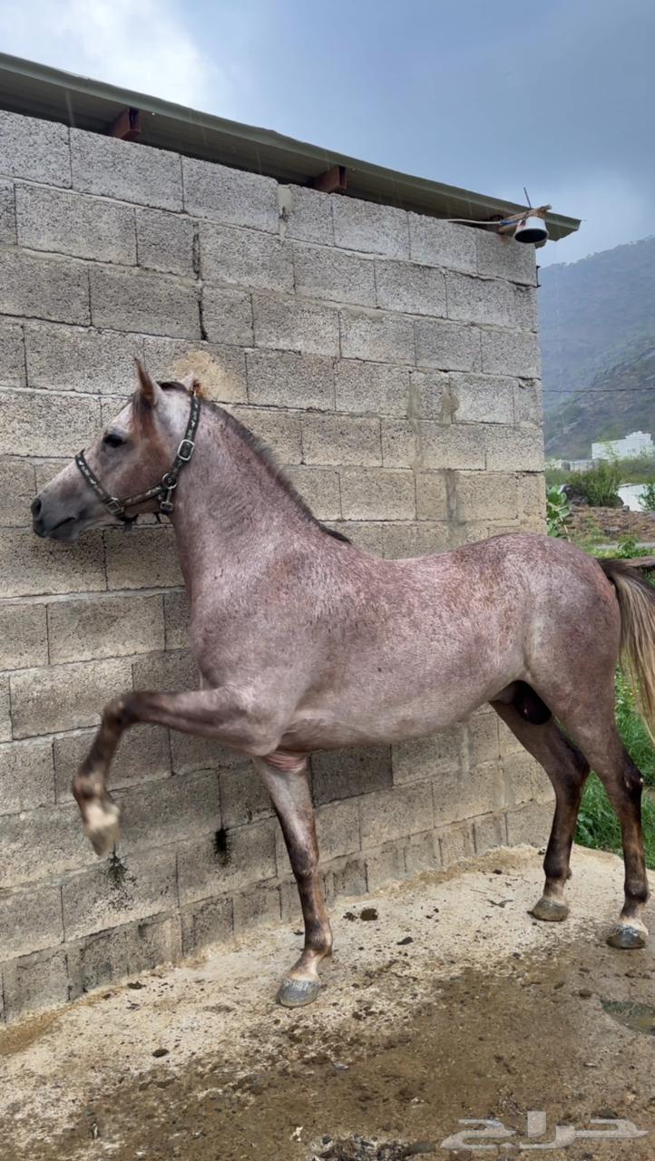 حصان شعبي64374978978561110