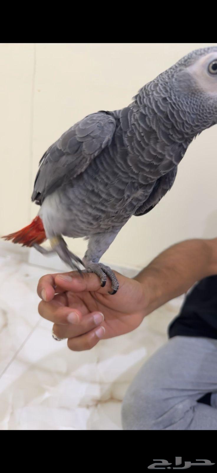 كاسكو للبيع64368193226883113