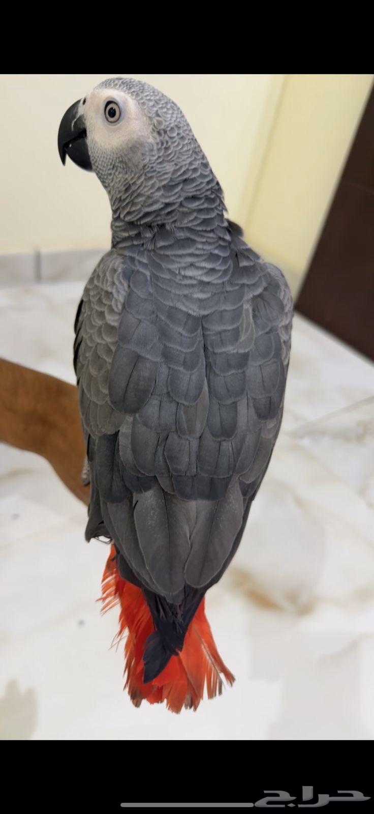 كاسكو للبيع64368193226883111