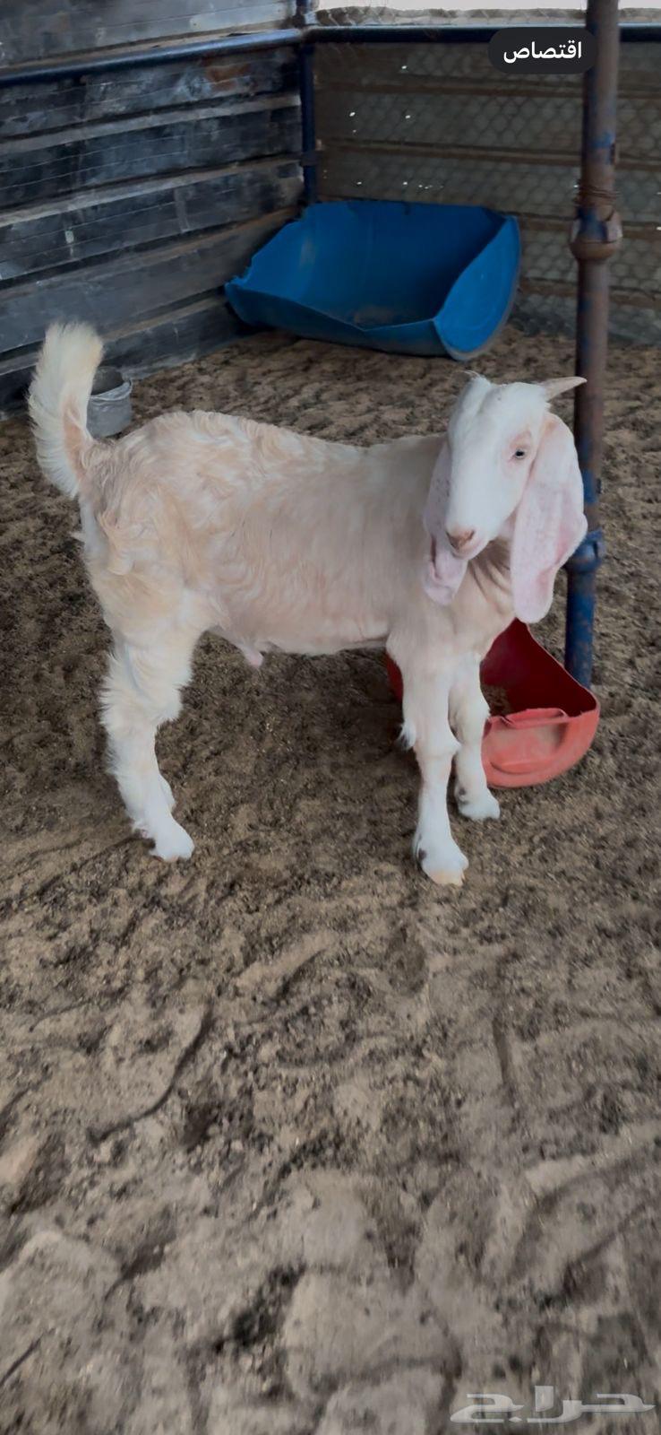 Fresh sheep for sacrifice64376109778305110